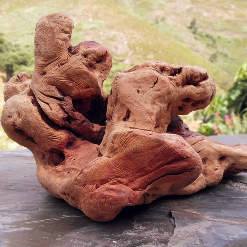 Torgas Kauwurzel Größe: XS