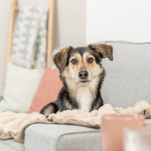 weitere Abbildung Trixie Decke Elli sand fr Hunde