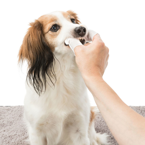 weitere Abbildung Trixie Dental Care Zahnpflege fr Hunde