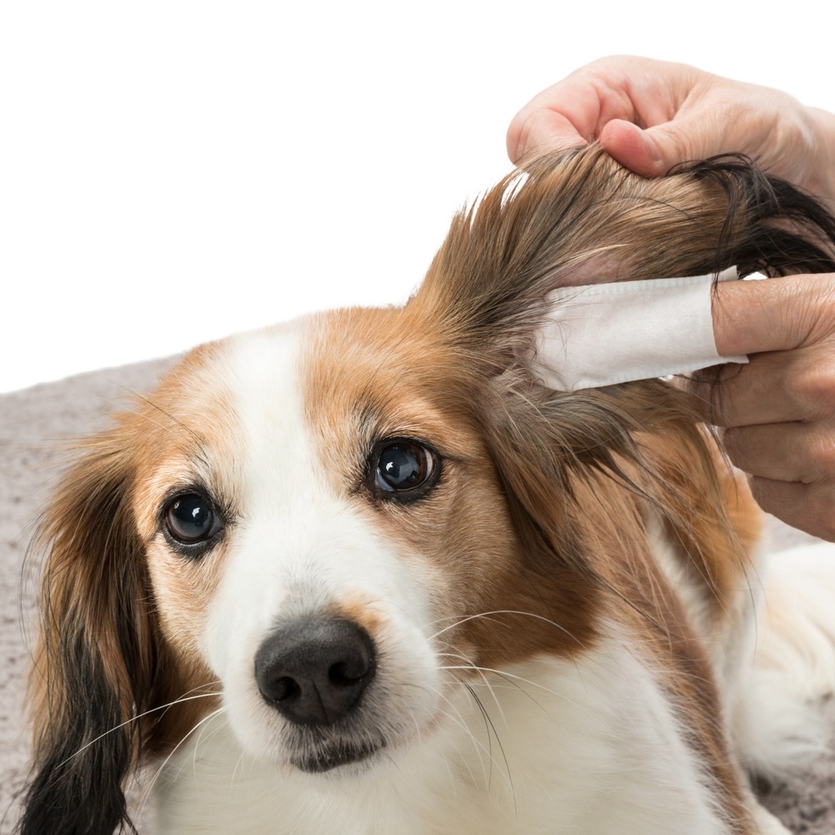 Trixie Ear Care Ohrenpflege für Hunde