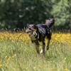 Trixie Futterdummy Kaninchenfell-Optik/schwarz Abbildung 4