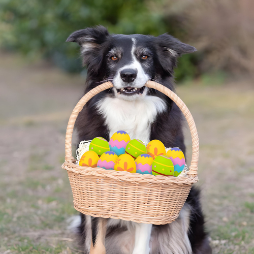 weitere Abbildung Trixie Hundespielzeug Osterei aus Latex