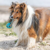 Trixie Hundespielzeug Wabenball am Seil, TPE Abbildung 5