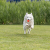 Trixie Hundespielzeug Wabenball orange Abbildung 4