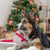 Trixie Hundespielzeug X-Mas Hund Abbildung 4