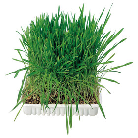 Abbildung Trixie Katzengras-Schale 100 g