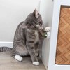 Trixie Katzenminze Ball mit Halterung Abbildung 4