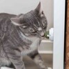 Trixie Katzenminze Ball mit Halterung Abbildung 5