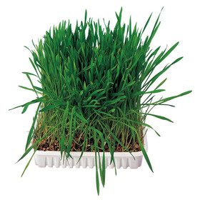 Abbildung Trixie Kleintiergras, Schale 100 g