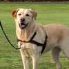 Trixie Lead'n'Walk Soft Geschirr Abbildung 3