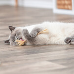 Matatabi-Stick mit Fransen, Abbildung 21