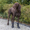 Trixie Pfotenschutz Walker Active Long schwarz Abbildung 4