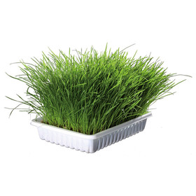 Abbildung Trixie Softgras Schale 100 g