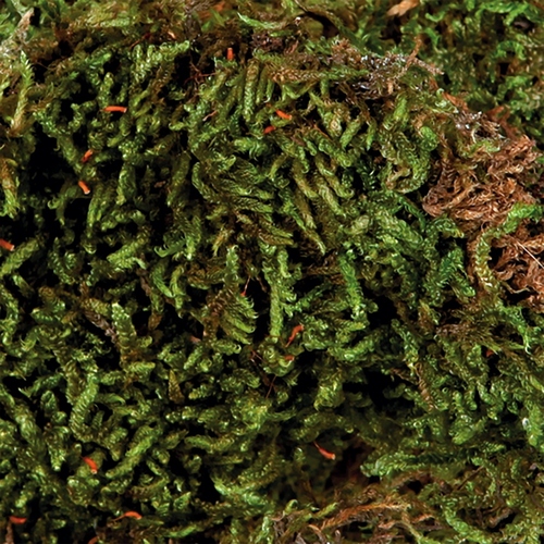 weitere Abbildung Trixie Terrarienmoos, Substrat fr Feuchtterrarien 200 g