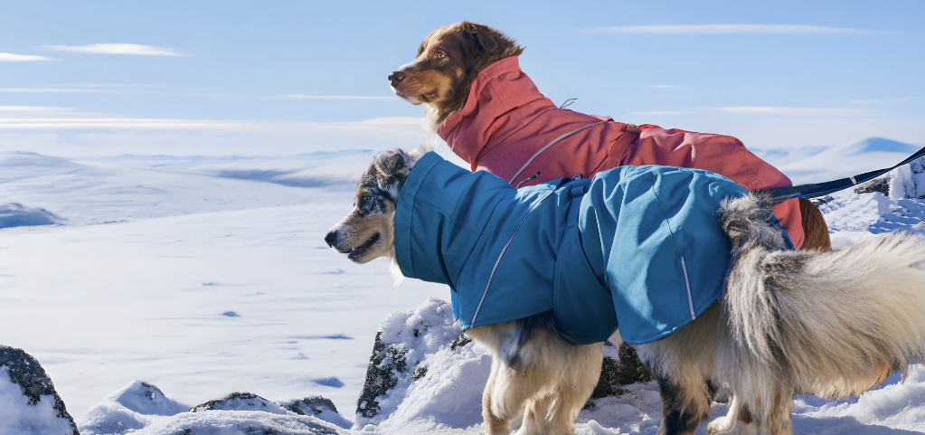Warum ist Kälteschutz für Hunde im Winter wichtig?