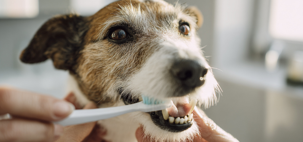 Warum ist Zahngesundheit bei Hunden wichtig?