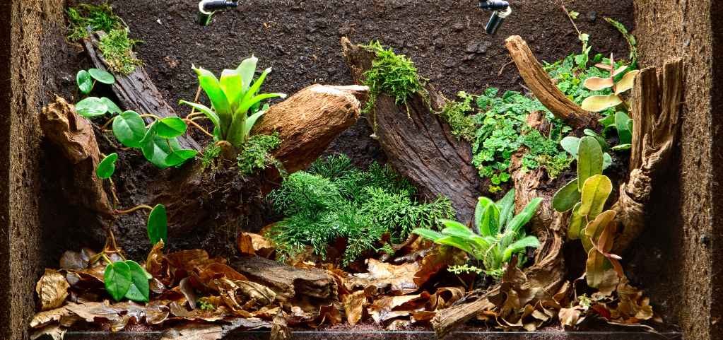 Welche Arten von Terrarien gibt es?