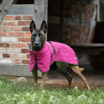 Cape Drizzle magenta, Abbildung 2