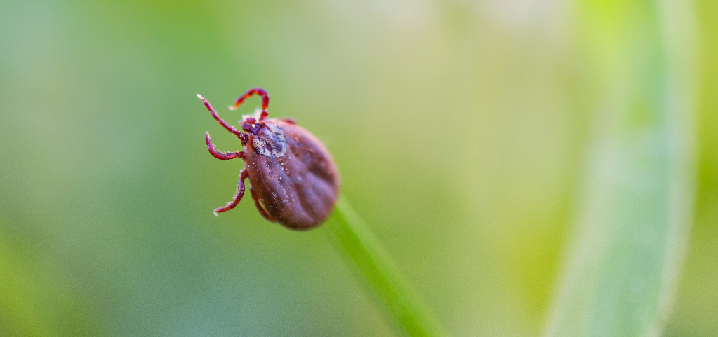 Zecken - unliebsame und gefährliche Parasiten