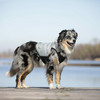 cani.cool Hunde-Kühlweste silber-grau Abbildung 5