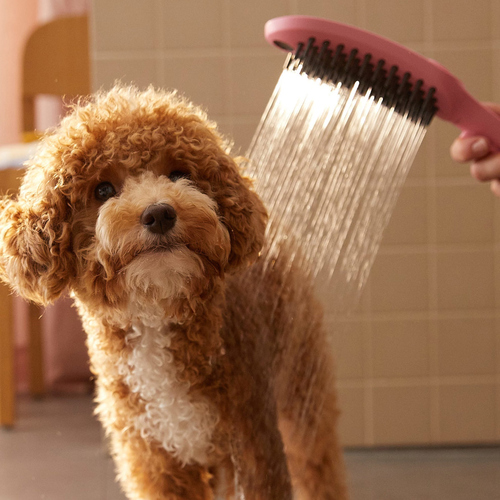 weitere Abbildung hansgrohe DogShower Hundedusche pink