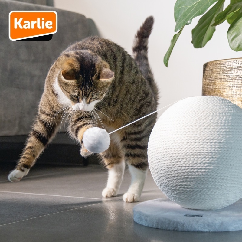 Imagebild Karlie