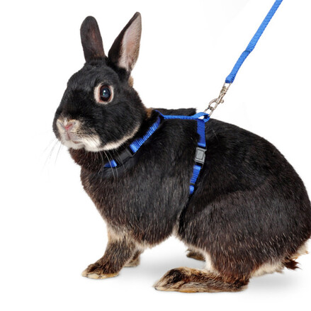 Weiches Hundegeschirr & Leine Für Kleintiere – Kaninchen, Meerschweinchen, Frettchen | Verstellbar, Bequem