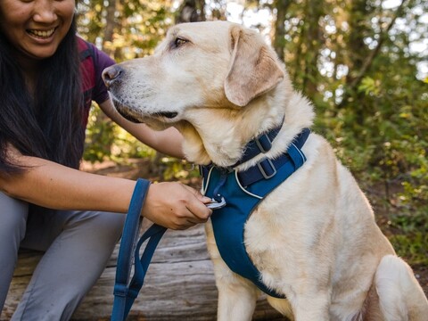 Ruffwear Front Range