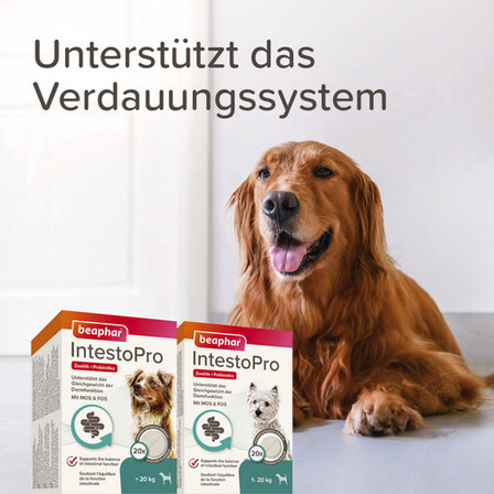 nassfutter sensible hunde Nassfutter Ziege mit Pastinake 400g 400g main image 1