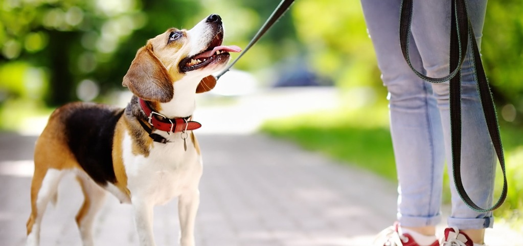 Leinenerziehung: Entspanntes Gassi gehen trotz Hundeleine!