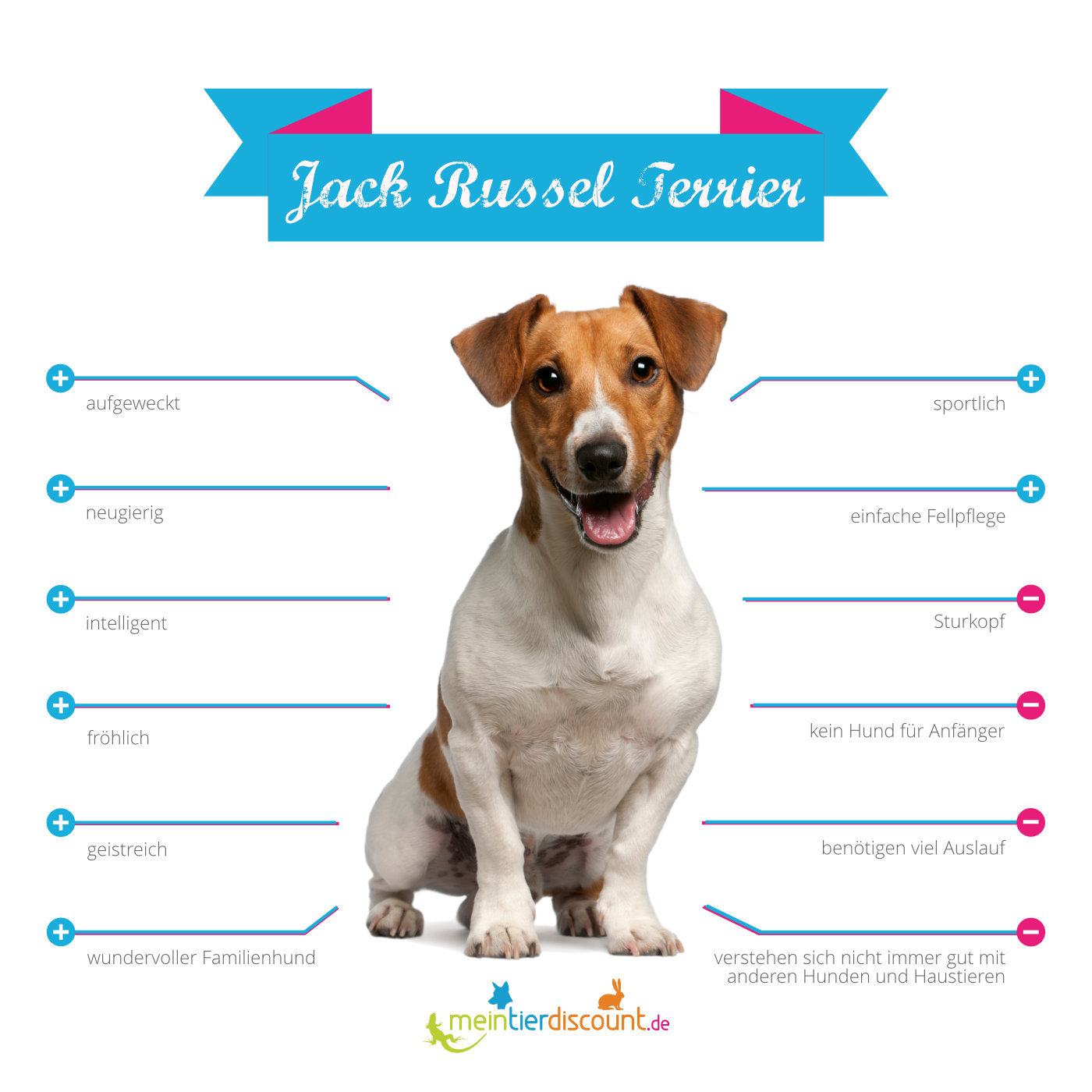 Jack Russel Terrier