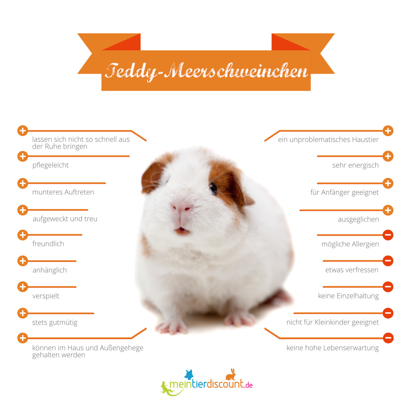 Teddy-Meerschweinchen