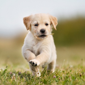 Goood Hunde Trockenfutter
