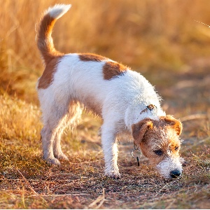 Goood Hunde Nassfutter